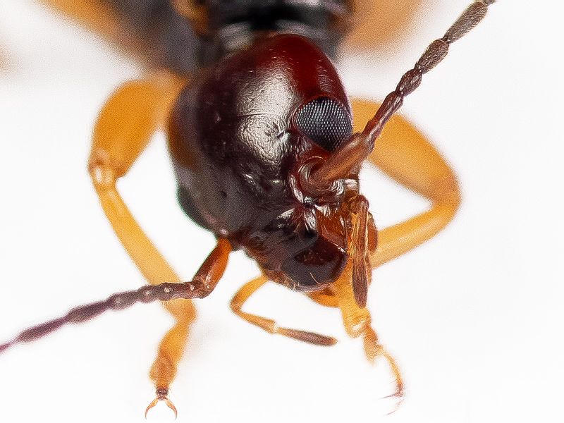 Forficula auricularia (Forficulidae) maschio